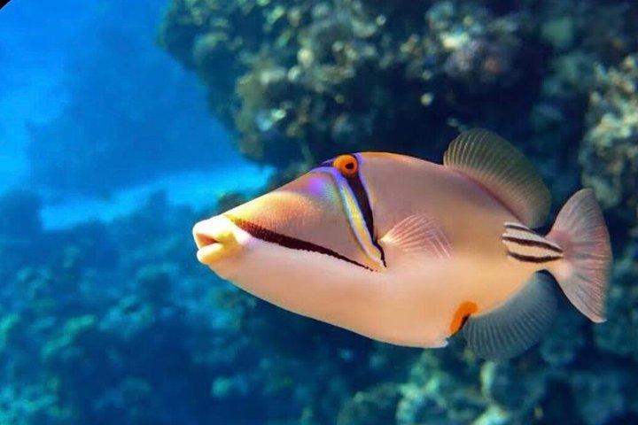 ハルガダでの紅海スキューバダイビングツアー（初心者・認定者向け）