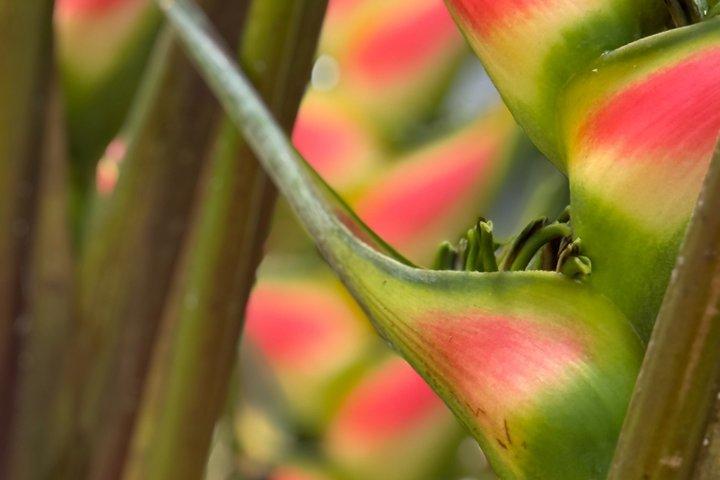 Visitez Tahiti en Privé