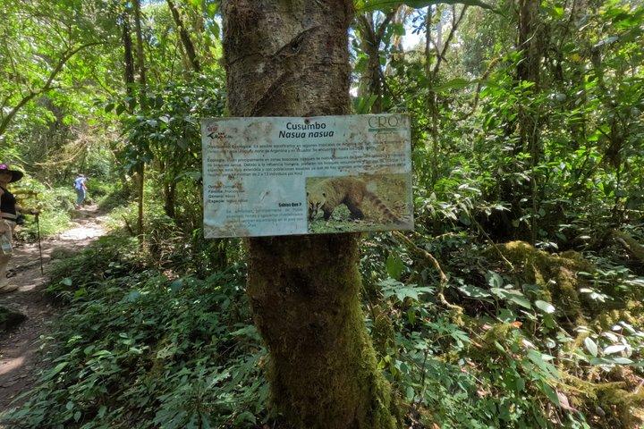 Rota dos Beija-flores e Trilhas em Cocora a partir de Salento
