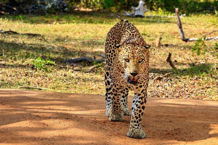 イブニングサファリ - ヤナカサファリのあるヤラ国立公園 - 午後2時から午後6時半