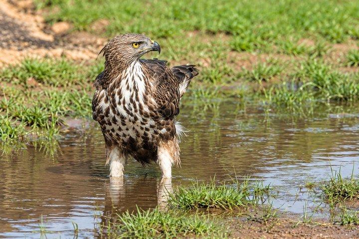 バンダラ国立公園サファリ（エキスパートパートドライバー付き）