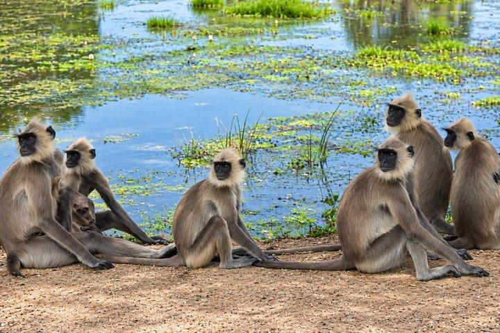 バンダラ国立公園サファリ（エキスパートパートドライバー付き）