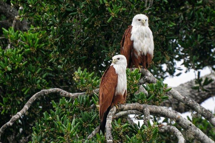 バンダラ国立公園サファリ（エキスパートパートドライバー付き）