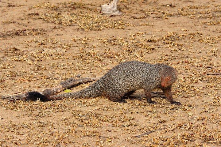 バンダラ国立公園サファリ（エキスパートパートドライバー付き）