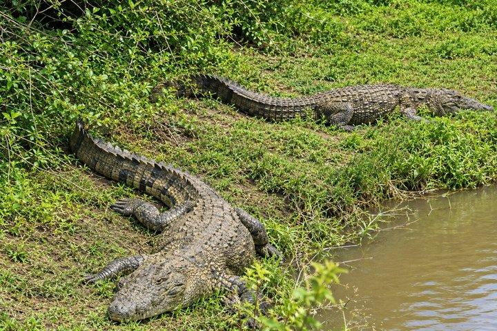 バンダラ国立公園サファリ（エキスパートパートドライバー付き）