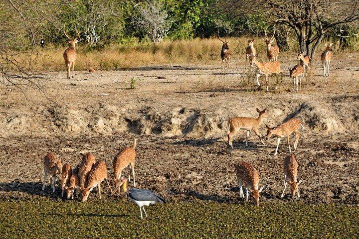 バンダラ国立公園サファリ（エキスパートパートドライバー付き）