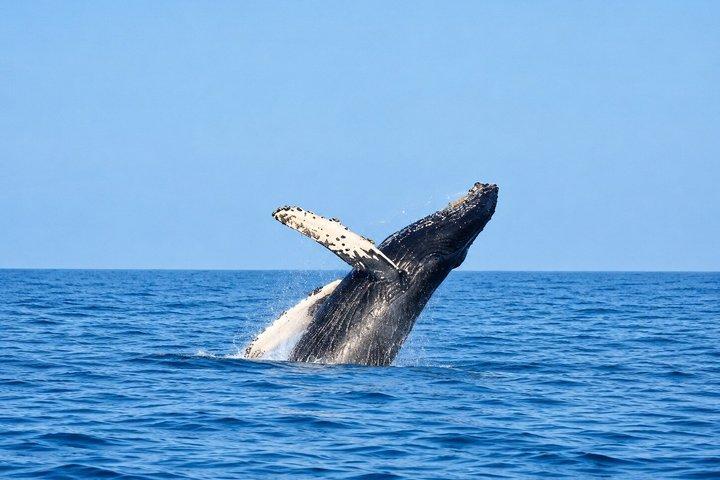 Marietas Islands from Punta Mita with optional Hidden Beach