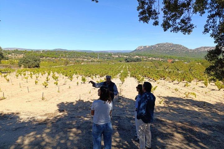 Madrid Wineries Half-Day Wine Tour With Hotel Pickup