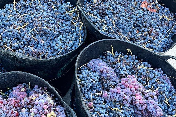 Madrid Wineries Half-Day Wine Tour With Hotel Pickup