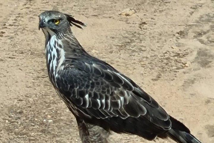 プライベート送迎付きミナリヤサファリ コロンボからトリンコマリー