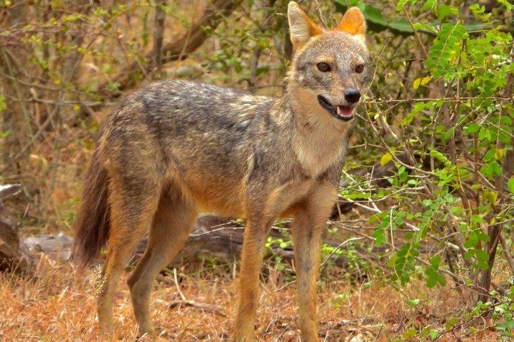 プライベート送迎付きミナリヤサファリ コロンボからトリンコマリー
