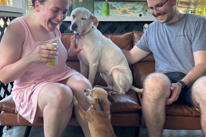 Rescue Dog Cafe Oplevelse i Haleiwa