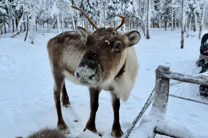Rovaniemi Small Group Reindeer Farm Visit with Sleigh Ride