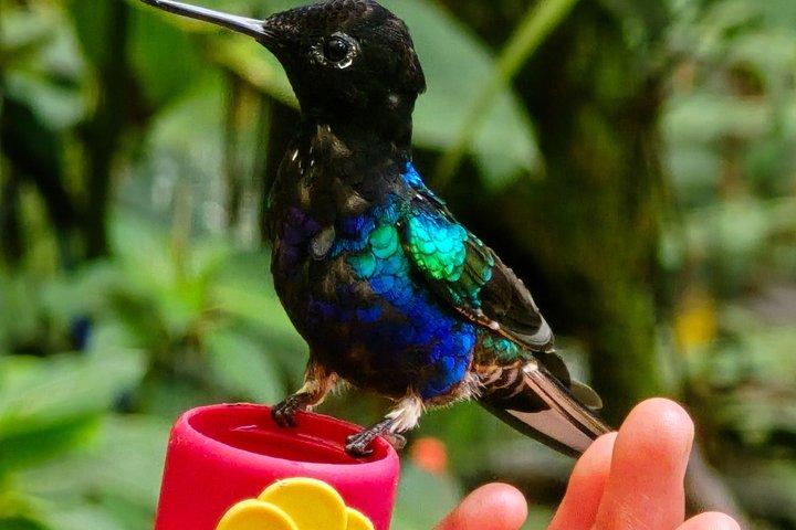 Full-Day Mindo Cloud Forest Tour Birdwatching Waterfalls and Hike