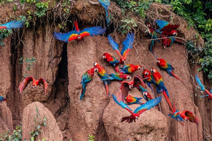プエルト・マルドナド発：チュンチョコンゴウインコ粘土採集ガイドツアー