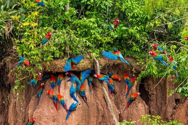 プエルト・マルドナド発：チュンチョコンゴウインコ粘土採集ガイドツアー