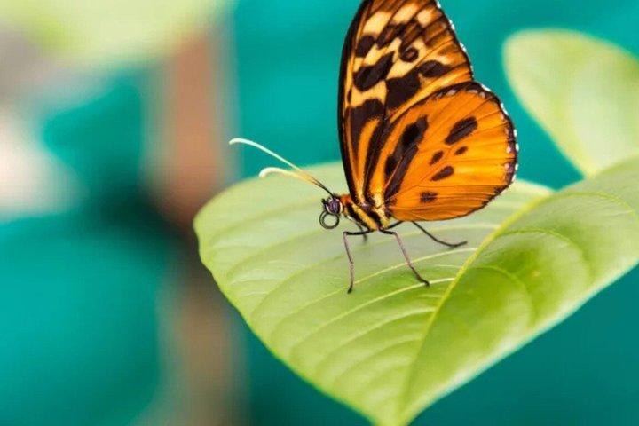 From Quito: Mindo Cloud Forest Day Trip with Waterfall Hike