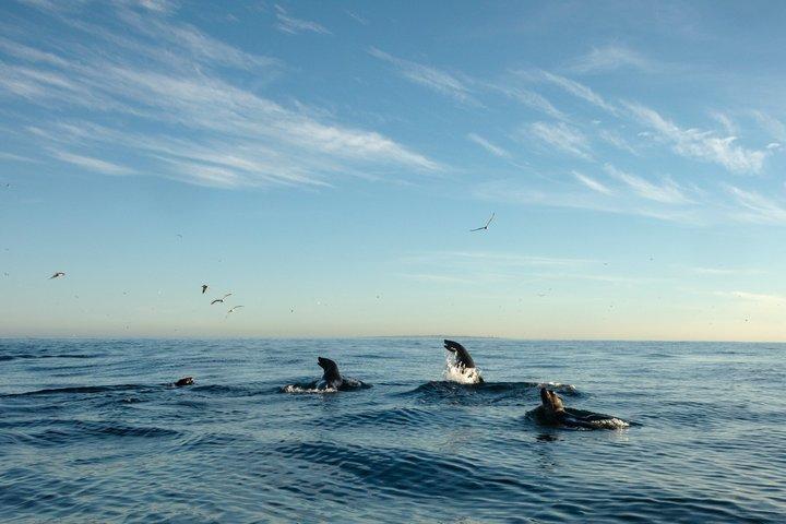 Passeio de Caiaque em Cape Kayak