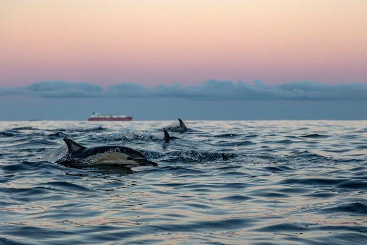 Passeio de Caiaque em Cape Kayak