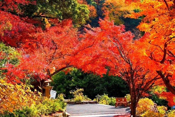 大阪バスツアー体験 勝牛寺、宮山、嵐山