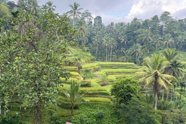 Ubud privétocht, rijstterrassen, tempel, waterval alles inbegrepen