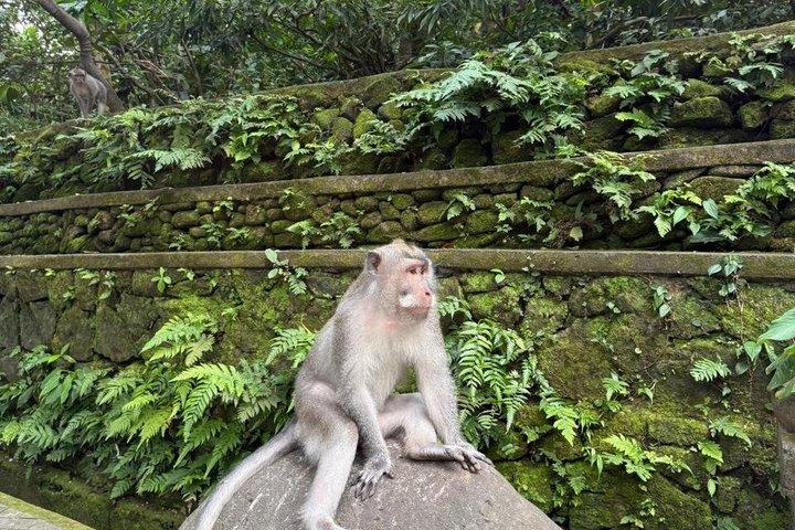 Ubud privétocht, rijstterrassen, tempel, waterval alles inbegrepen