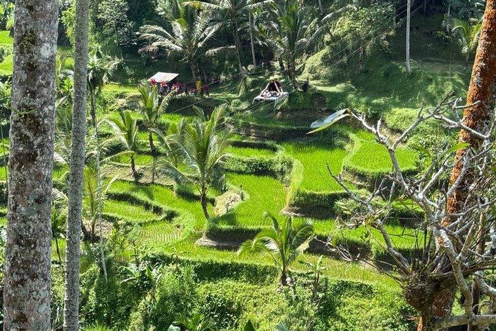 Ubud privétocht, rijstterrassen, tempel, waterval alles inbegrepen