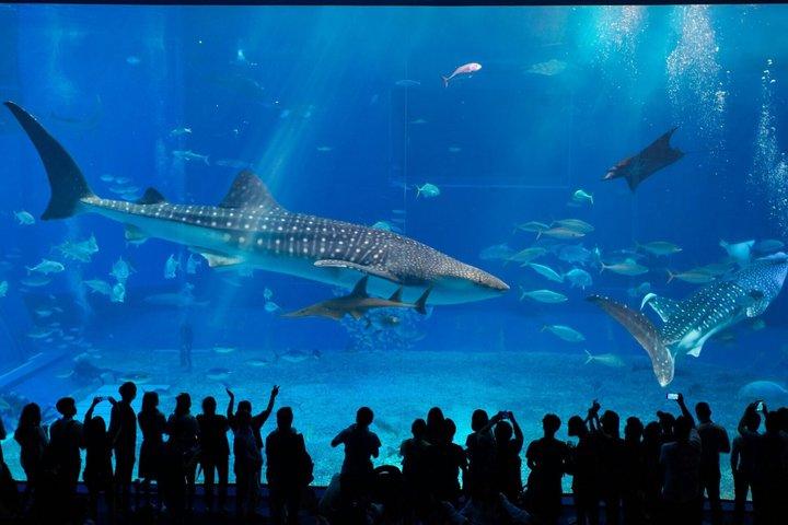 Tokyo Skytree und Sumida Aquarium Kombi-Ticket
