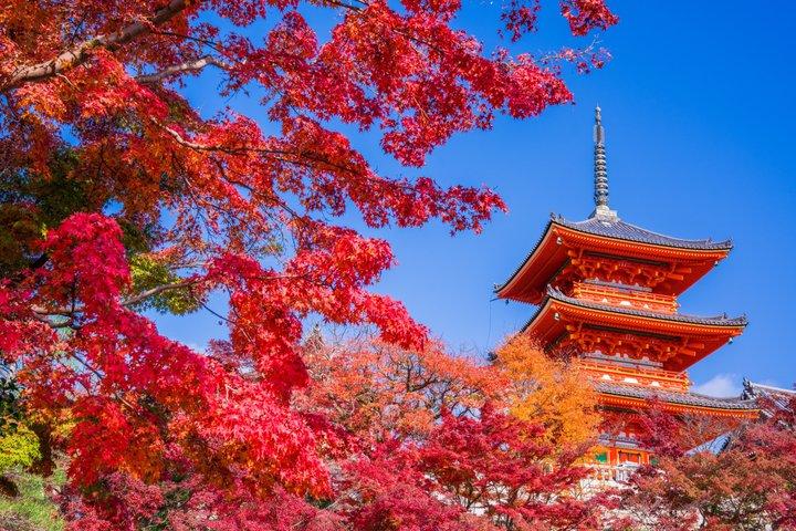 京都早朝ツアー 伏見稲荷 清水寺 祇園