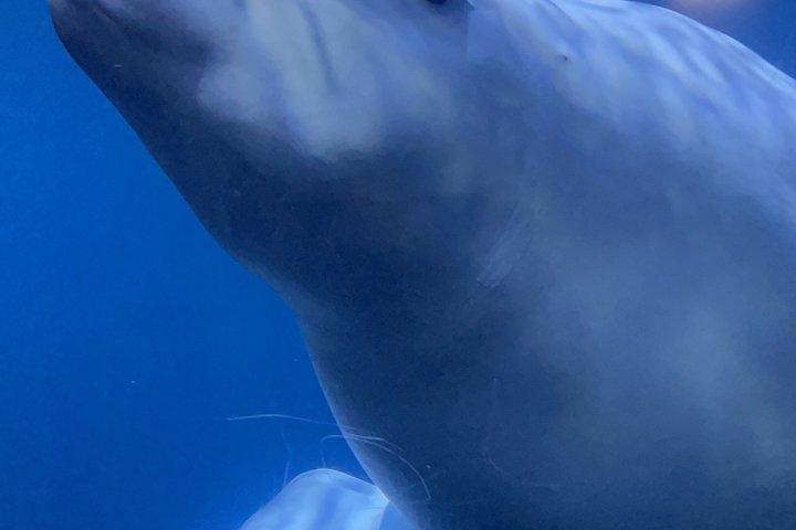 Beluga Whale Sanctuary-Visitor Centre General Admission