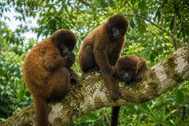 イキトス発4日間アマゾンジャングルツアー：野生動物とロッジ滞在