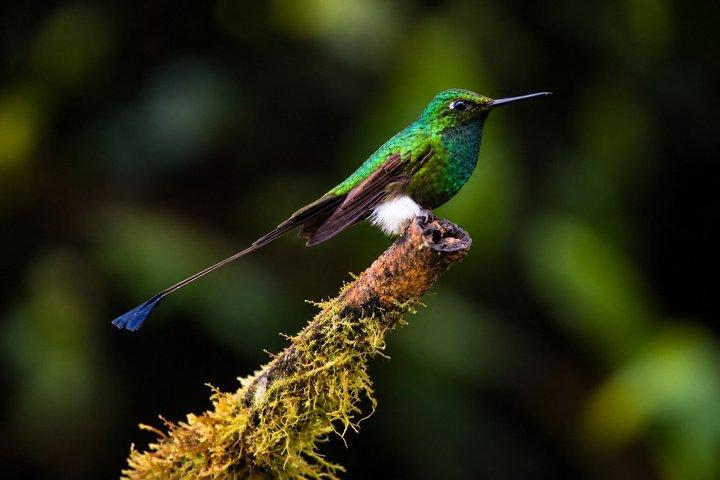 Mindo Tour: Hummingbirds, Butterflies, Waterfall & Cable Car