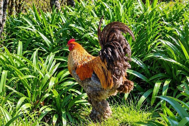 Island Van Tour (Full Day) | Terceira Island