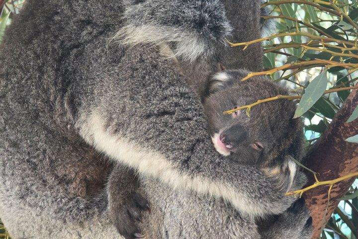 パース発プライベートツアーカヴァーシャム野生動物公園とスワンバレー