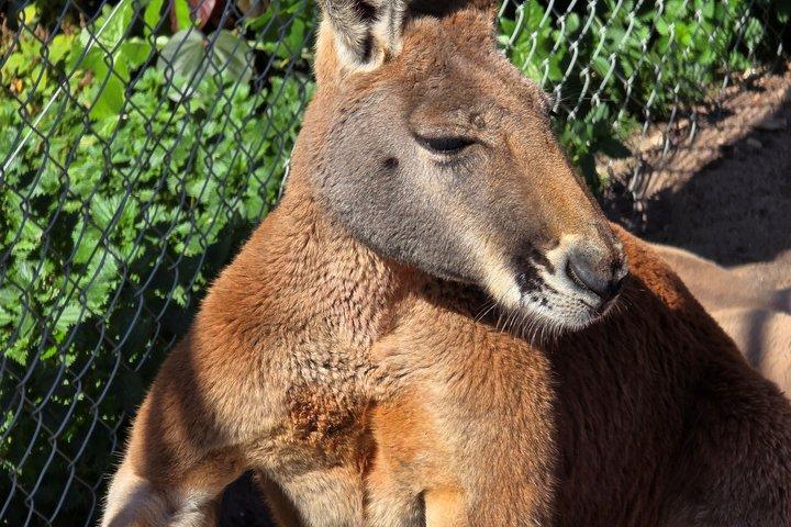 パース発プライベートツアーカヴァーシャム野生動物公園とスワンバレー