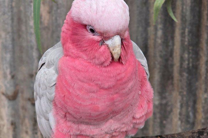 パース発プライベートツアーカヴァーシャム野生動物公園とスワンバレー