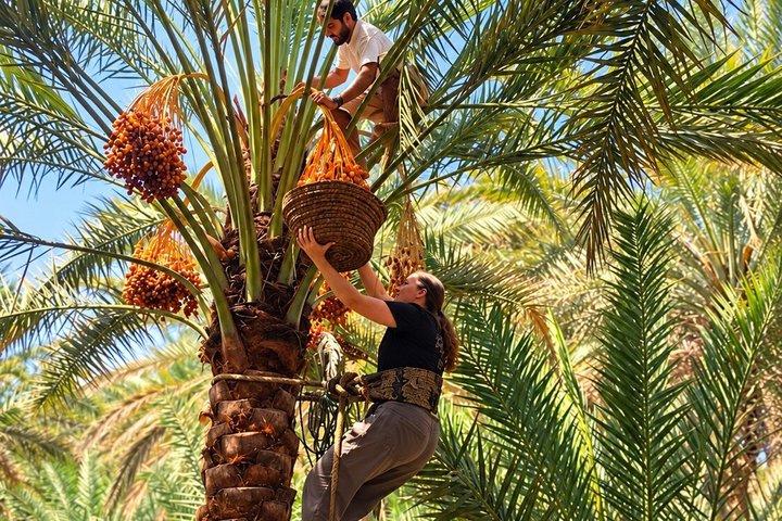 Omani Village Life Experience with a Local Family