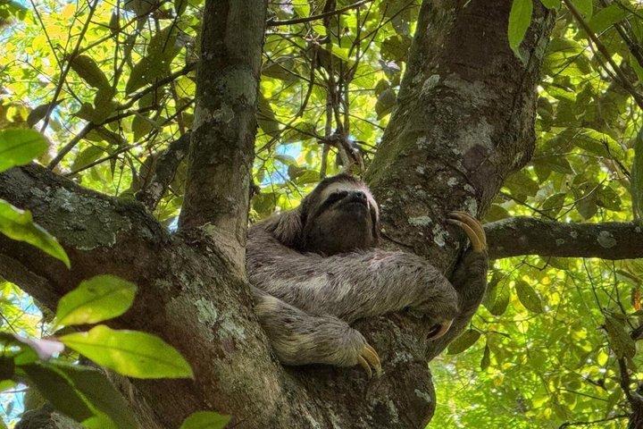 Floresta da Tijuca: Caminhada, cascatas, caverna e vida selvagem