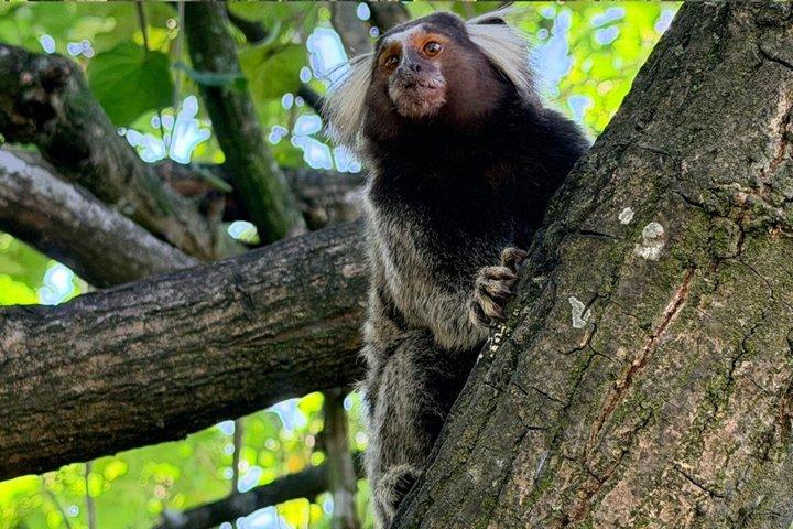Floresta da Tijuca: Caminhada, cascatas, caverna e vida selvagem