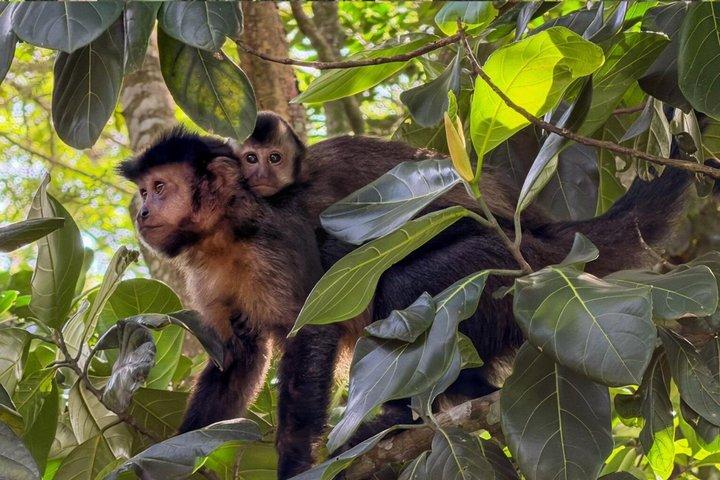 チジュカの森：ハイキング、滝、洞窟、野生動物。
