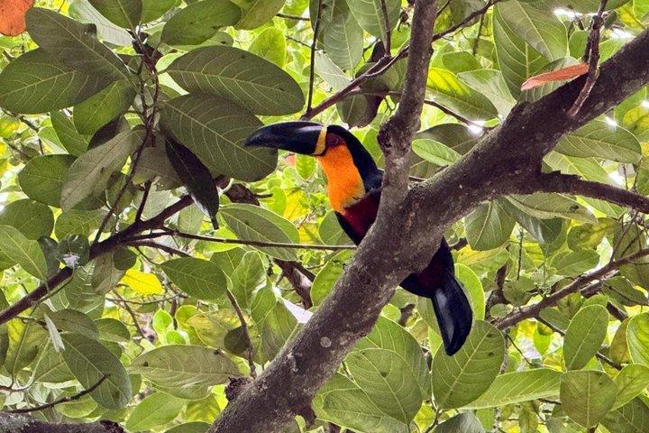 Floresta da Tijuca: Caminhada, cascatas, caverna e vida selvagem