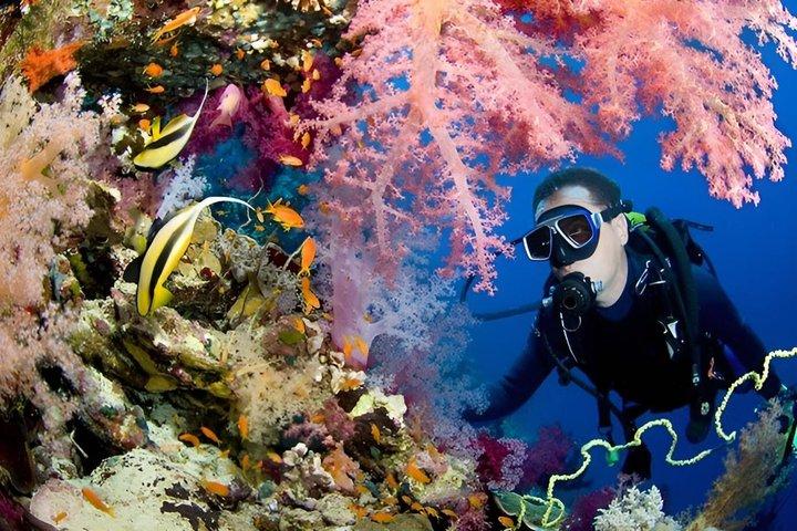 Hurghada Scuba Diving Trip for Certified Divers Multiple Days