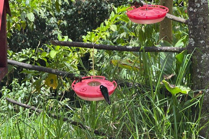 Rota dos Beija-flores e Trilhas em Cocora a partir de Salento
