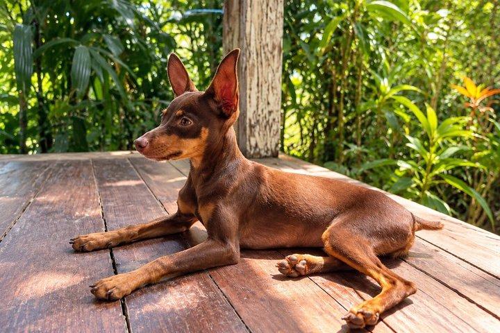 Chiot yoga à Bali Canggu