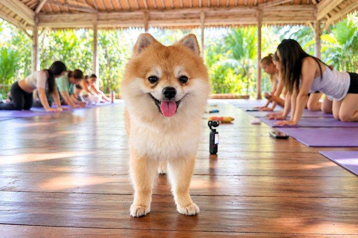 Chiot yoga à Bali Canggu