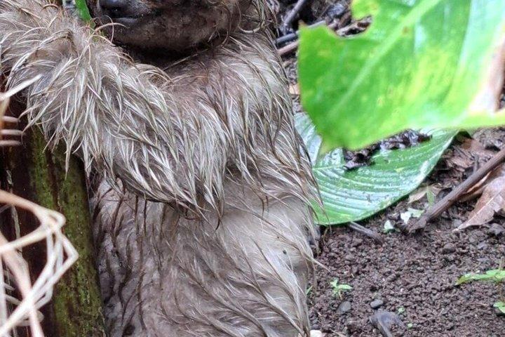 Costa Rica Sloth Chocolate Coffee and Waterfall Experience