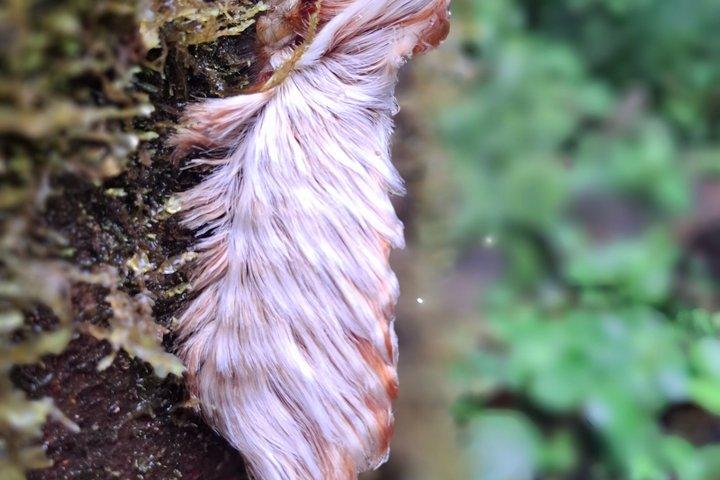 Costa Rica Sloth Chocolate Coffee and Waterfall Experience