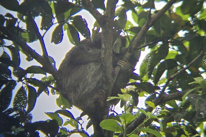 Costa Rica Sloth Chocolate Coffee and Waterfall Experience