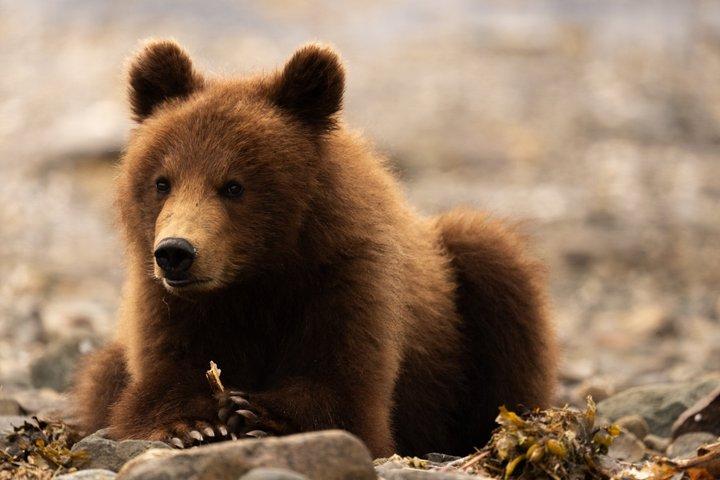 Pack Creek Brunbjörn med utsikt över Juneau