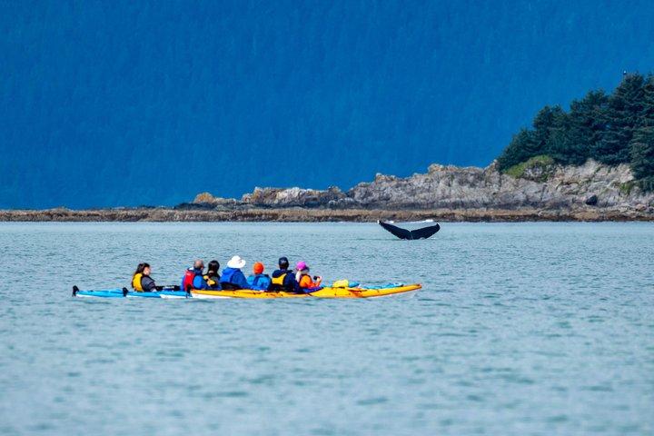 Excursion sur la rive Juneau: Paddle avec baleines Kayak Adventure